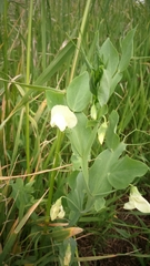 Lathyrus ochrus