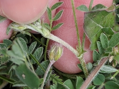Astragalus nuttallianus austrinus