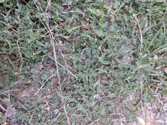 Astragalus nuttallianus austrinus