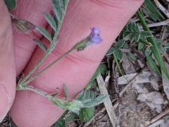 Astragalus nuttallianus austrinus
