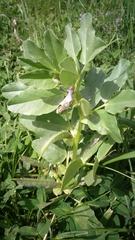 Vicia galilaea