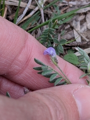 Astragalus nuttallianus austrinus