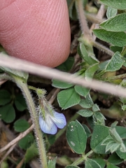 Astragalus nuttallianus austrinus