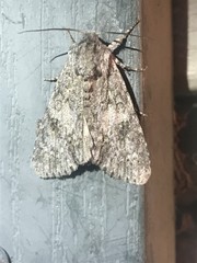 Acronicta rubricoma