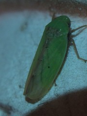 Ponana