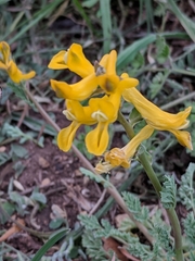 Corydalis curvisiliqua