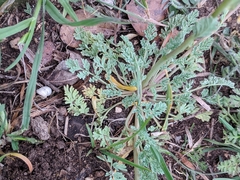 Corydalis curvisiliqua