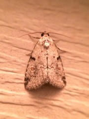 Maliattha concinnimacula