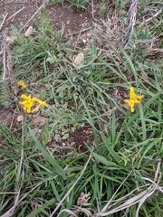 Corydalis curvisiliqua