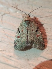 Maliattha concinnimacula