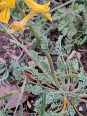 Corydalis curvisiliqua