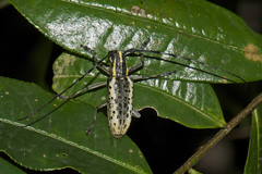 Epepeotes uncinatus