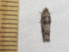 Pseudexentera knudsoni