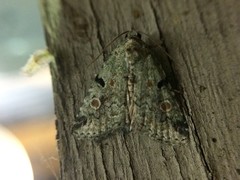 Maliattha concinnimacula