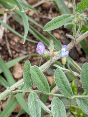Astragalus nuttallianus austrinus