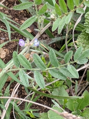 Astragalus nuttallianus austrinus