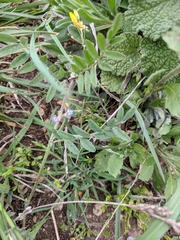 Astragalus nuttallianus austrinus