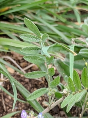 Astragalus nuttallianus austrinus
