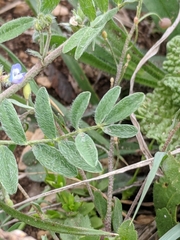 Astragalus nuttallianus austrinus