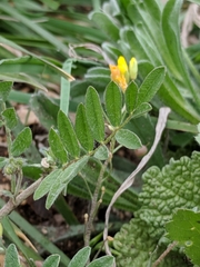 Astragalus nuttallianus austrinus