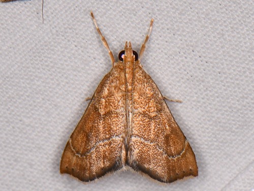 Aethiophysa dualis Barnes & McDunnough, 1914