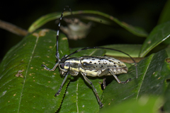 Epepeotes uncinatus