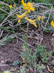 Corydalis curvisiliqua
