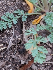 Corydalis curvisiliqua