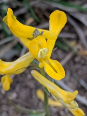 Corydalis curvisiliqua