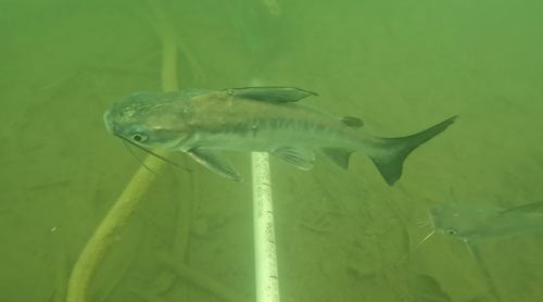 Berney's catfish (Neoarius berneyi) — Ariidae