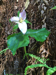Trillium ovatum ovatum