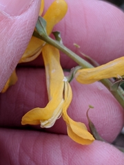 Corydalis curvisiliqua