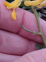 Corydalis curvisiliqua