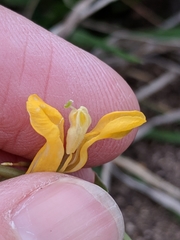 Corydalis curvisiliqua