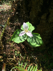 Trillium ovatum ovatum