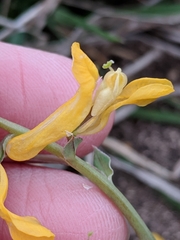 Corydalis curvisiliqua