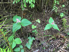 Trillium ovatum ovatum