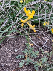 Corydalis curvisiliqua