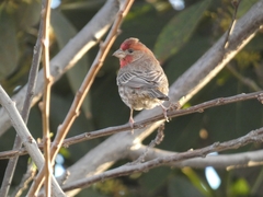 Haemorhous mexicanus