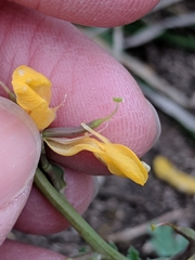 Corydalis curvisiliqua