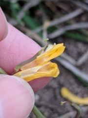 Corydalis curvisiliqua