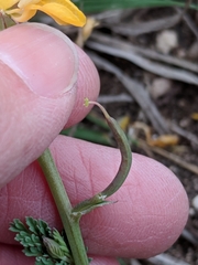 Corydalis curvisiliqua