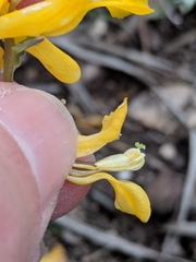 Corydalis curvisiliqua