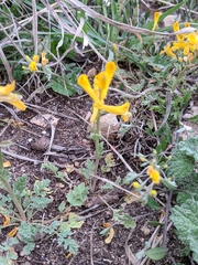 Corydalis curvisiliqua