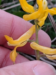 Corydalis curvisiliqua