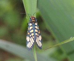Aglaomorpha plagiata