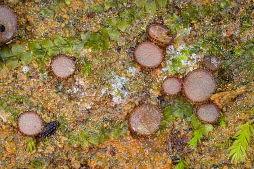 Trichophaea sp.