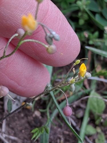 Image of Physaria recurvata by (c) Alison Northup, some rights reserved (CC BY)
