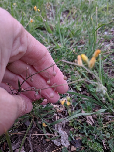 Image of Physaria recurvata by (c) Alison Northup, some rights reserved (CC BY)