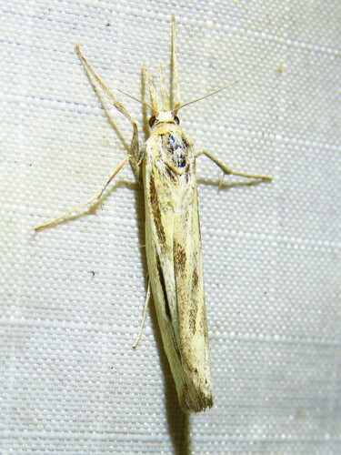 Woolly Grass-veneer Moth photo 5